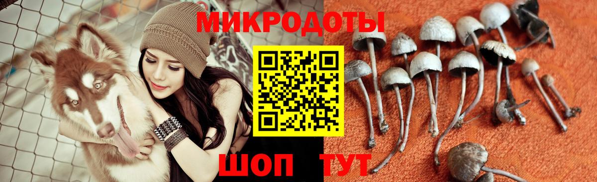 Галлюциногенные грибы Psilocybe  Вход с VPN  Кисловодск 